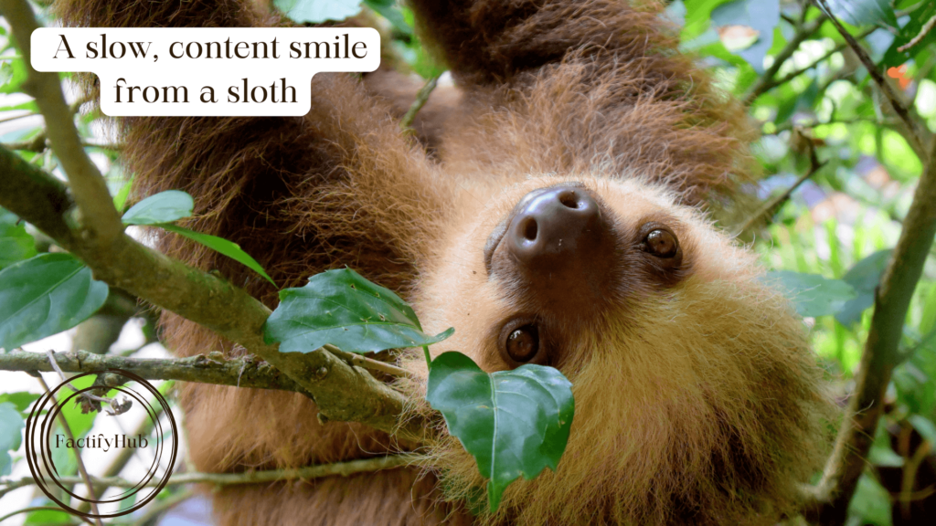 sloth image