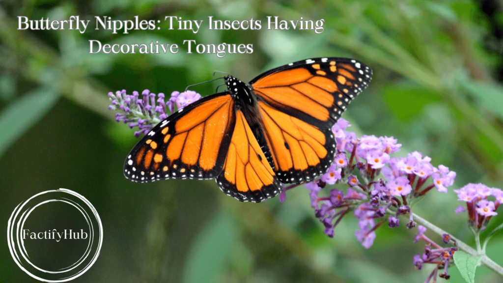 Butterfly sitting on flower