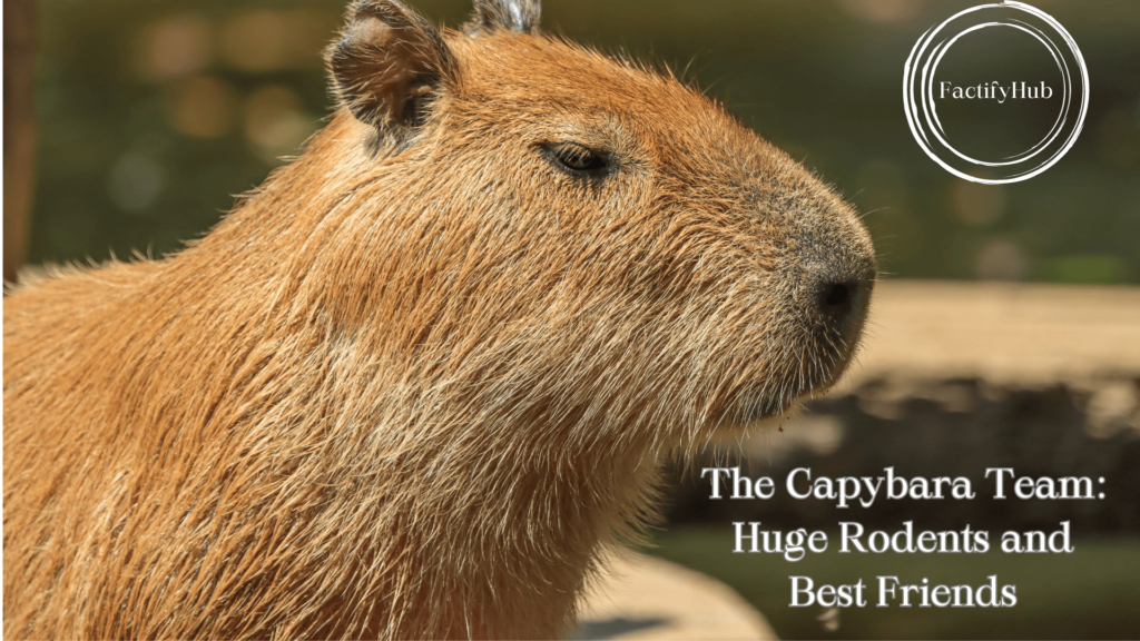 Capybara Image