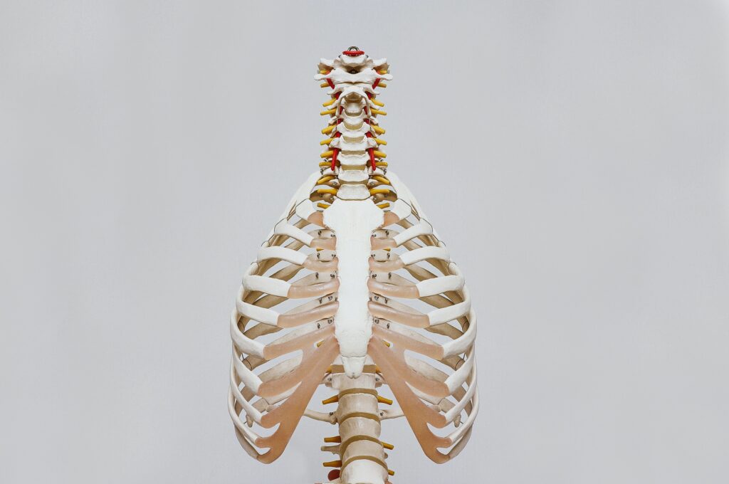 11. Asymmetry in Breathing: Your Left Lung Takes a Smaller Breath: