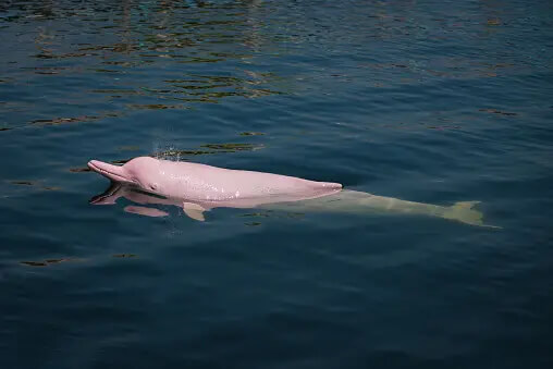 Pink River Dolphins: Amazon's Freshwater Marvels