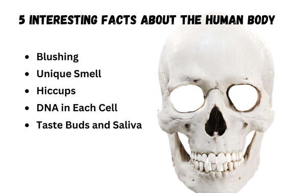 5 Interesting Facts about the Human Body