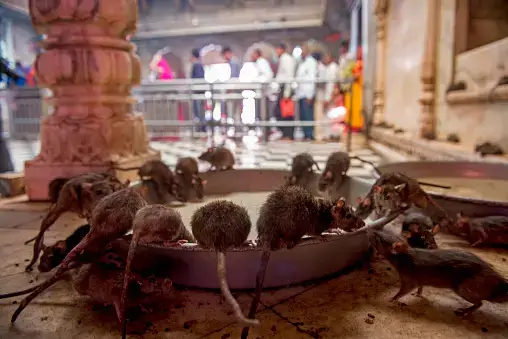 Rats drinking milk in Rat Temple, Bikaner, India