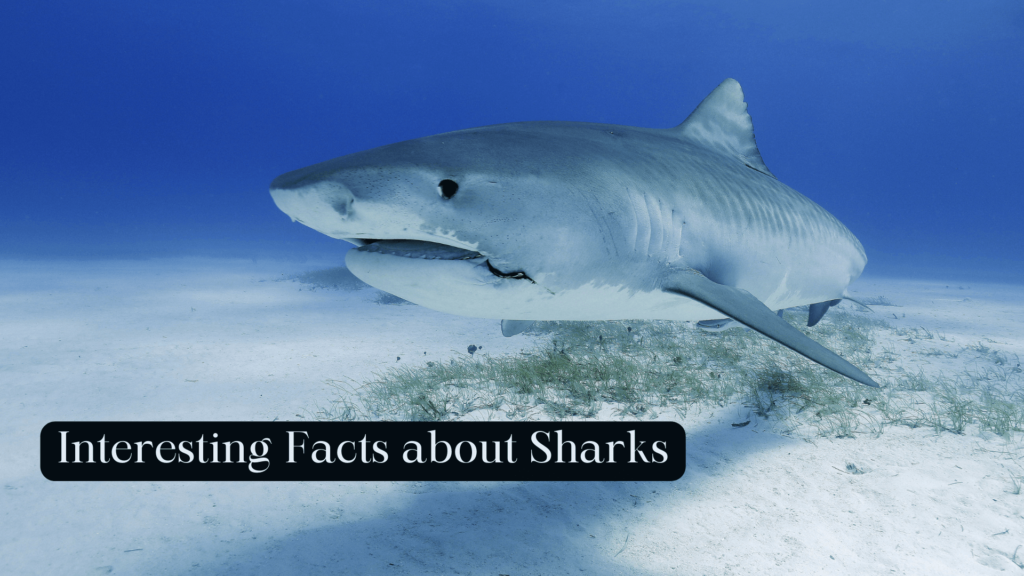 Facts about Sharks