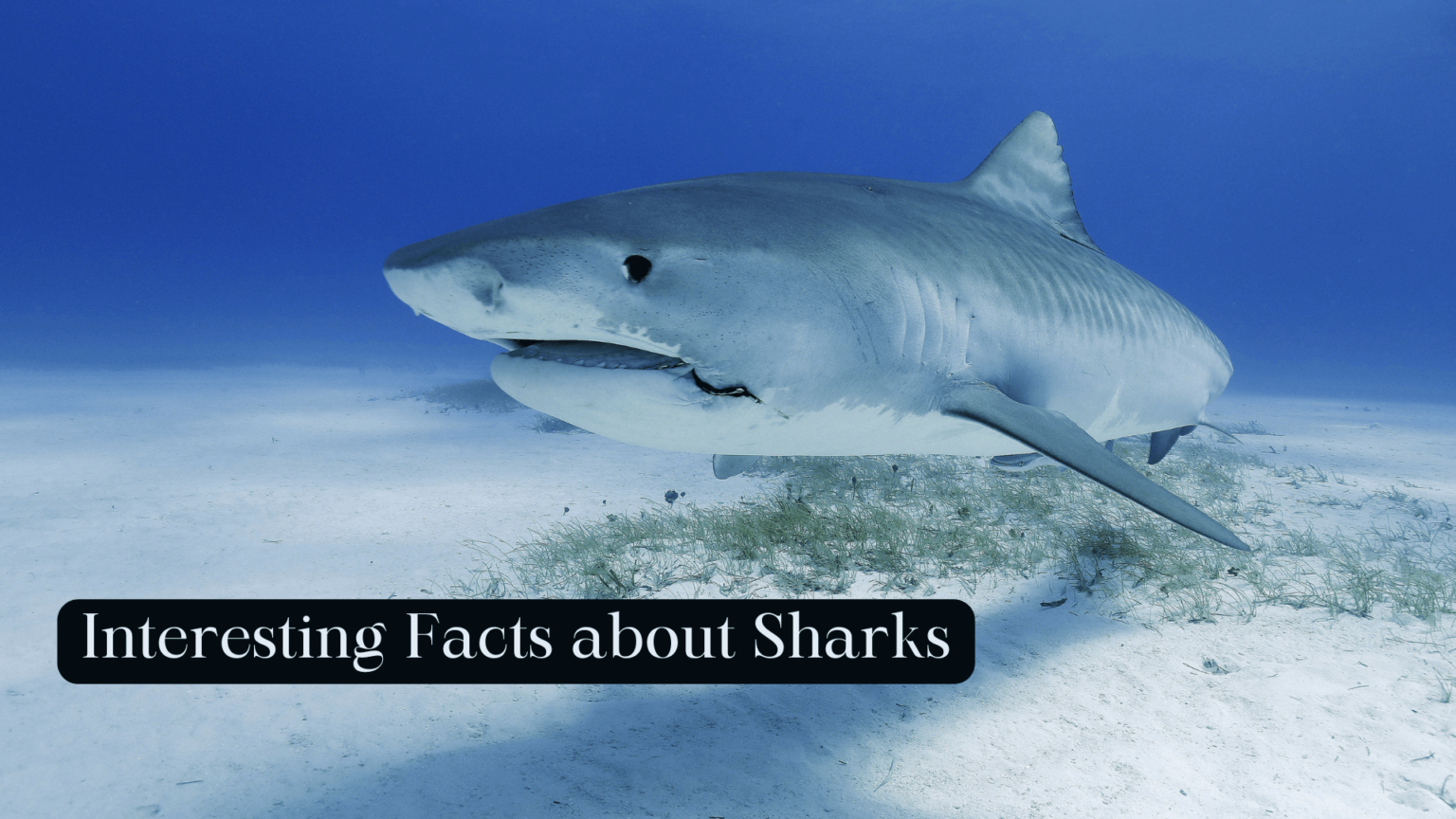 30 Interesting Facts about Sharks - FactifyHub