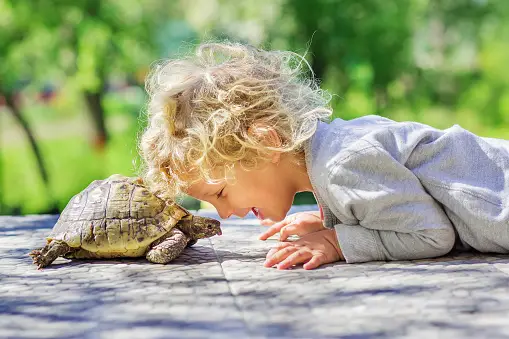 10 Fun Facts about Turtles for Kids