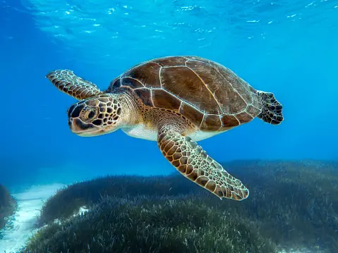 10 Amazing Facts about Turtles