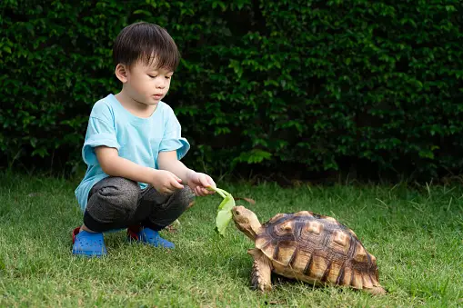 10 Fun Facts about Turtles for Kids