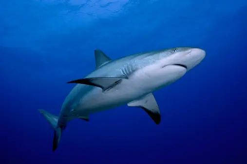 15 Interesting Facts about Shark