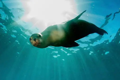 Fun Facts about Sea Lions