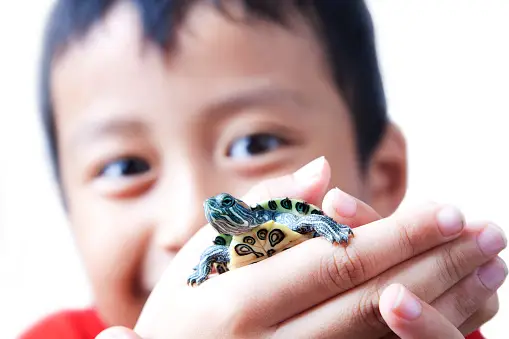 10 Fun Facts about Turtles for Kids