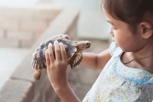 10 Fun Facts about Turtles for Kids