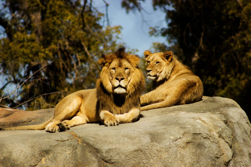 Interesting Facts about Lions