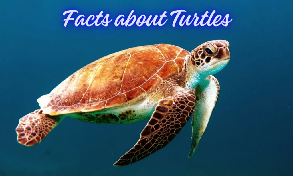 Amazing Facts about Turtles