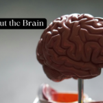 Fun Facts about the Brain